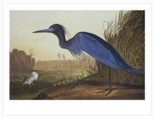 Blue Crane Or Heron By John James Audubon